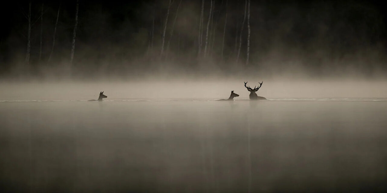 Le Chant des Forêts