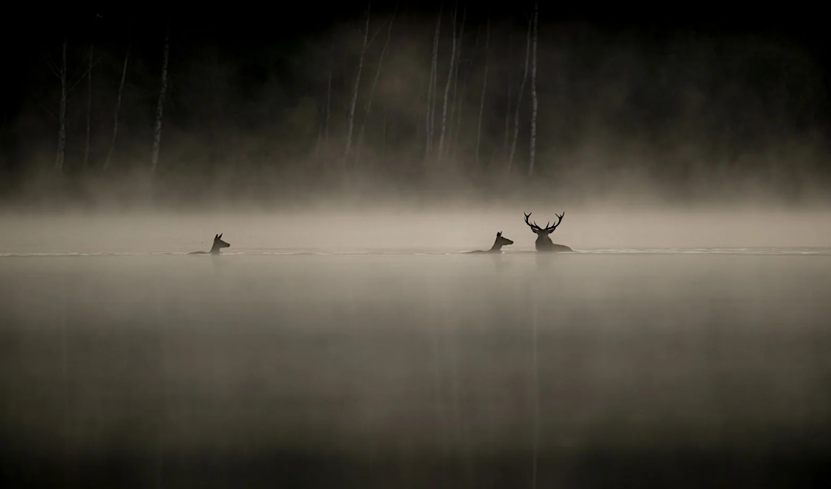 Le Chant des Forêts
